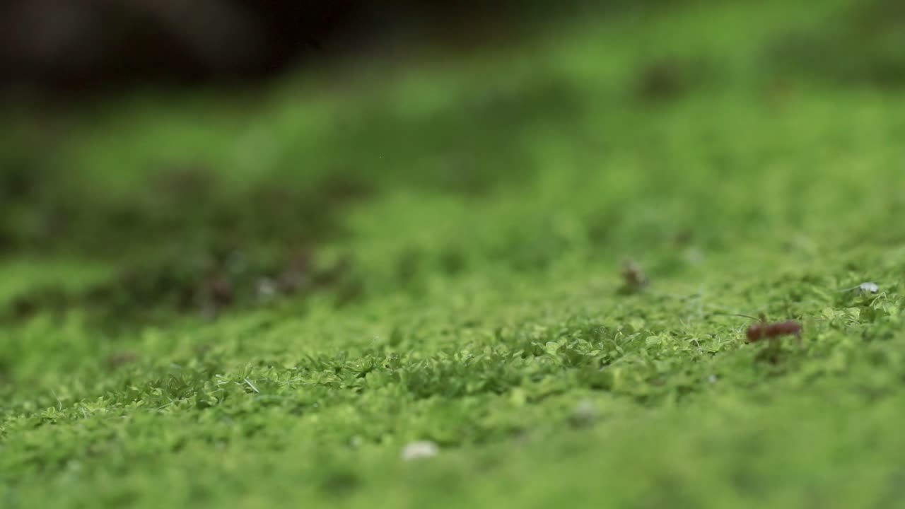 Close-up shot of ants moving across a vibrant, textured green landscape, capturing intricate details and dynamic motion in natural sunlight. Rich colors and intimate focus enhance realism
