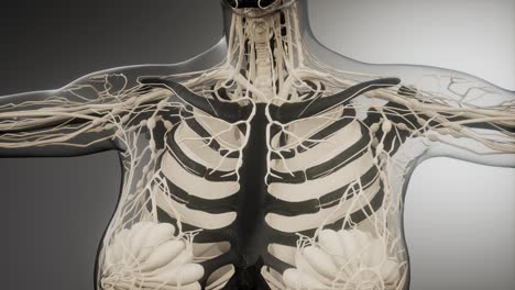 transparent human body with visible bones