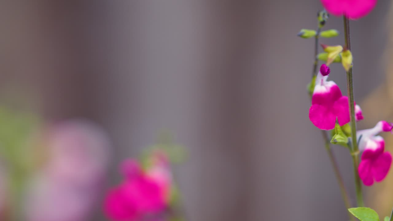 Bee Pollinating Garden Flowers Close Up