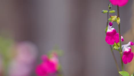 Bee-Pollinating-Garden-Flowers-Close-Up