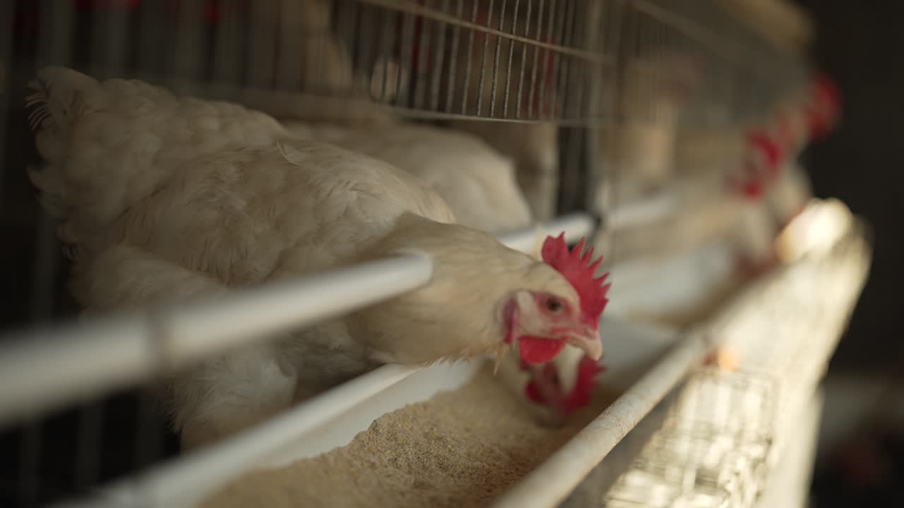Polli affamati in un pollaio angusto in una fattoria che si nutrono di grano