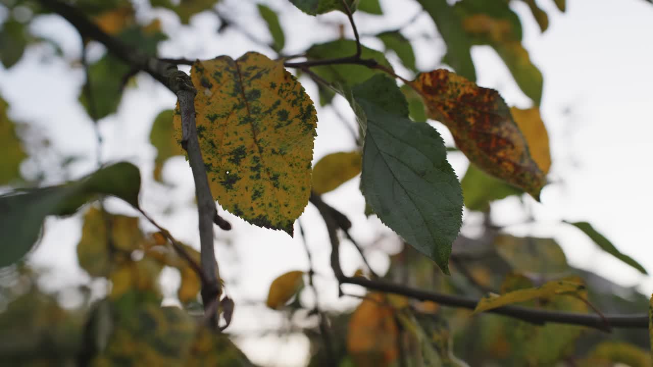 Close-up of a yellow apple tree leaf in autumn, bathed in warm evening light, highlighting seasonal colors, textures, and natural details