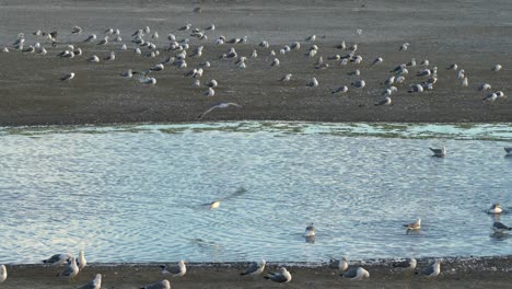 Beautiful-wildlife-scenery-of-Baylands-Nature-Preserve-in-Mountain-View,-California