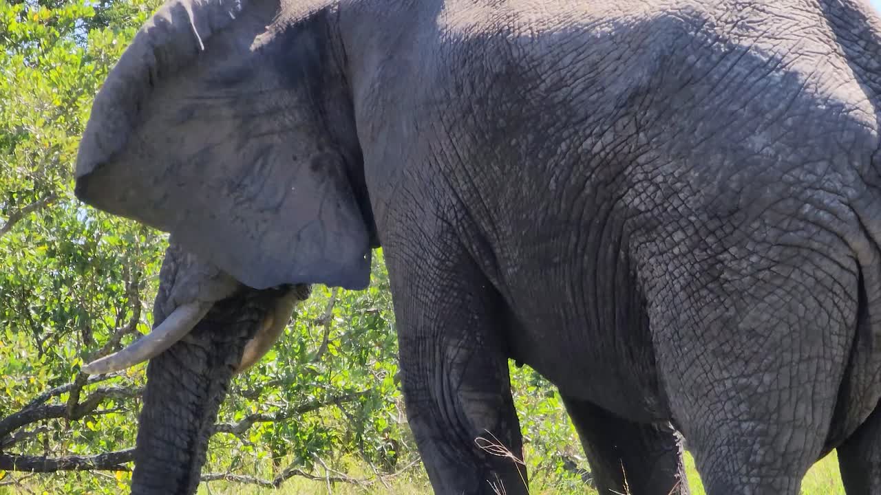 encuentro con la vida silvestre con el majestuoso elefante, de cerca, detrás