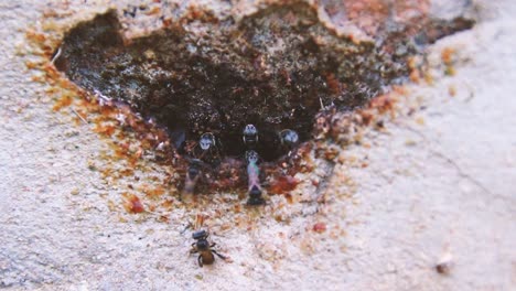 Colony-of-tiny-wasp-infesting-a-concrete-wall