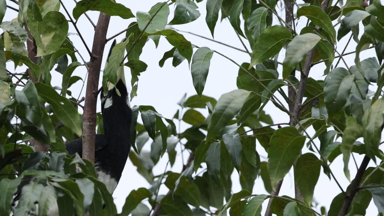 роговой курица ест фрукты среди зеленых листьев.
