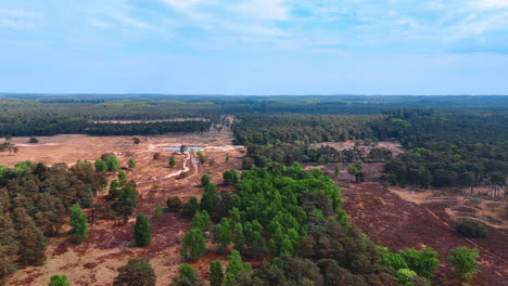 endless woods of the netherlands. drone flight over the bare areas with no vegetation.