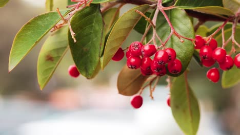 close-up of red berries on a branch