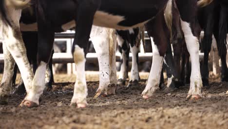 Patas-De-Pezuñas-De-Vaca-Paradas-En-Suelo-Fangoso-En-El-Corral-Del-Rancho,-Cerca-De-ángulo-Bajo