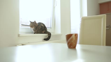cat on the windows shelf in the morning.