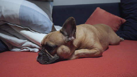 French-bulldog-languishes-on-home-sofa-at-end-of-day