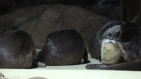 Varias-Nutrias-De-Río-Corren-Y-Gritan-Sobre-Las-Rocas