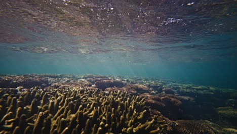 branching finger like coral sheets reflect red brown on surface of water