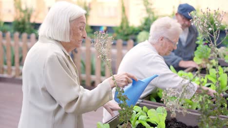 seniors gardening in community garden