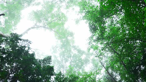 misty forest canopy