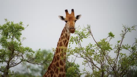 un primer plano de una jirafa alrededor de algunos árboles verdes mirando a la cámara de zimbabwe