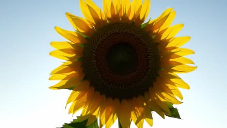 golden petals of a sunflower glow prominently against the backdrop of a sunrise. this picturesque moment captures the natural beauty of a serene field, showcasing vibrant colors at dawn.