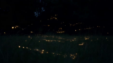 fireflies glowing in a dark grassy field at night