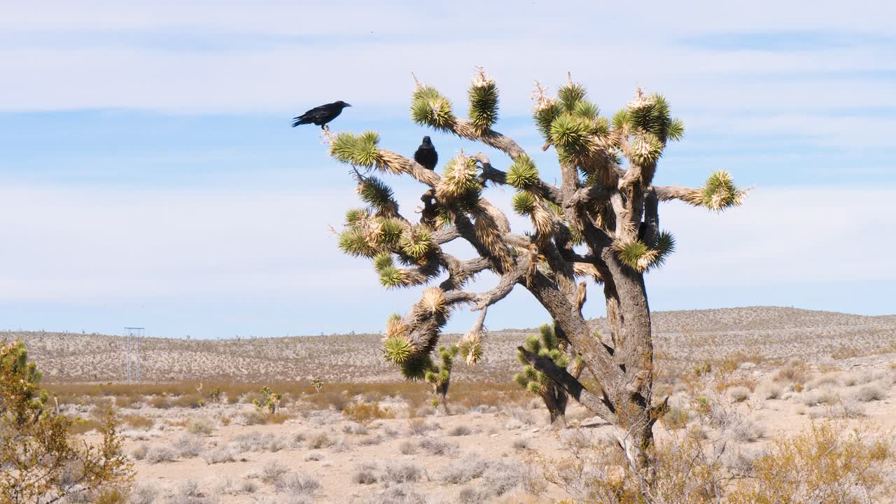 cuervos negros en el árbol de joshua con vastas tierras desérticas y fondo de cielo azul