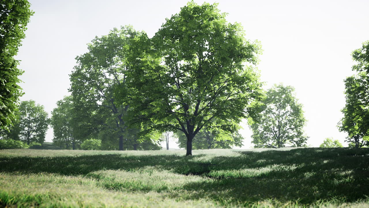 Summer Landscape: Tranquil Scene of Trees in a Lush Green Field
