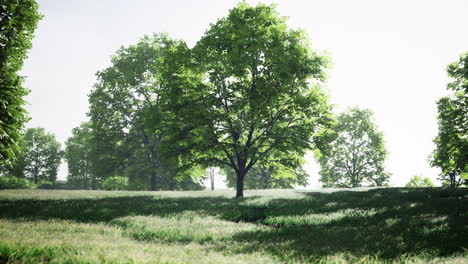 summer landscape: tranquil scene of trees in a lush green field