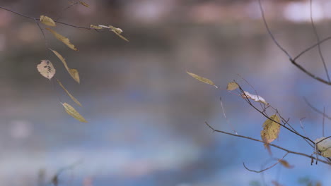 hojas de otoño con agua en el fondo