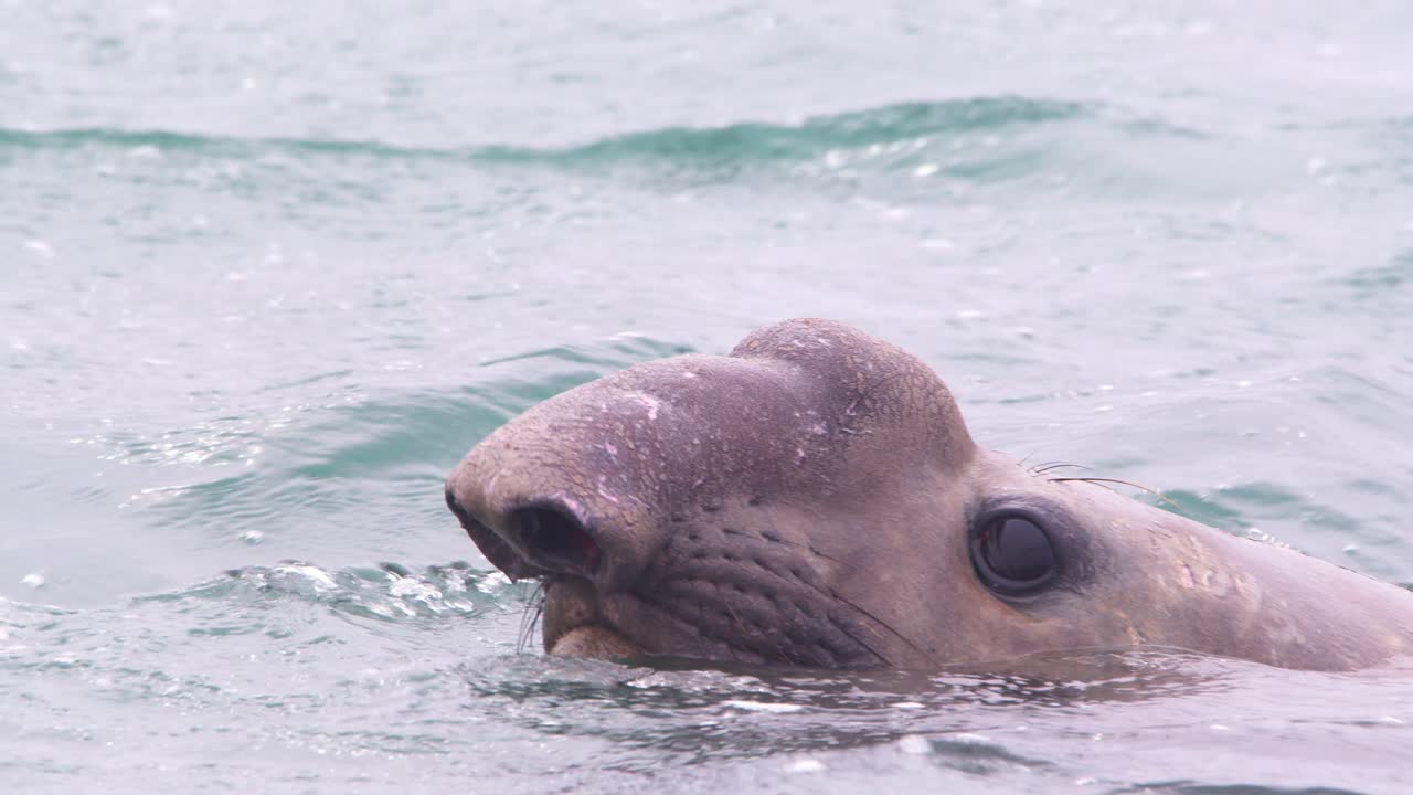 Super closeup of elephant seal male head in water as it breaths and causes the water to dance with the vibration and dives down