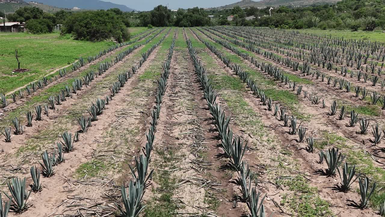 estudio aéreo del cultivo de agave en tierras de cultivo de oaxaca, tradición mezcal