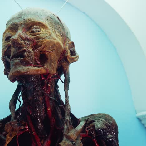 human body with internal organs. display with skeleton in medical museum