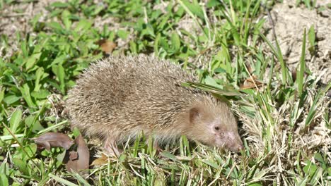 Wilder-Igel,-Der-Um-Grünes-Gras-Schnüffelt-Und-Einen-Mühsamen-Schritt-Macht