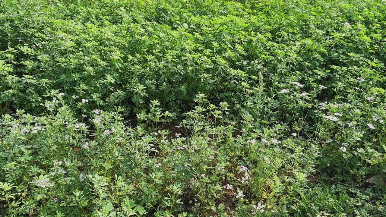 Inquadratura in carrello attraverso un rigoglioso campo di fieno greco con fitta vegetazione verde e fogliosa e piccoli fiori bianchi, che mostra una crescita sana, trame naturali e vivaci motivi agricoli