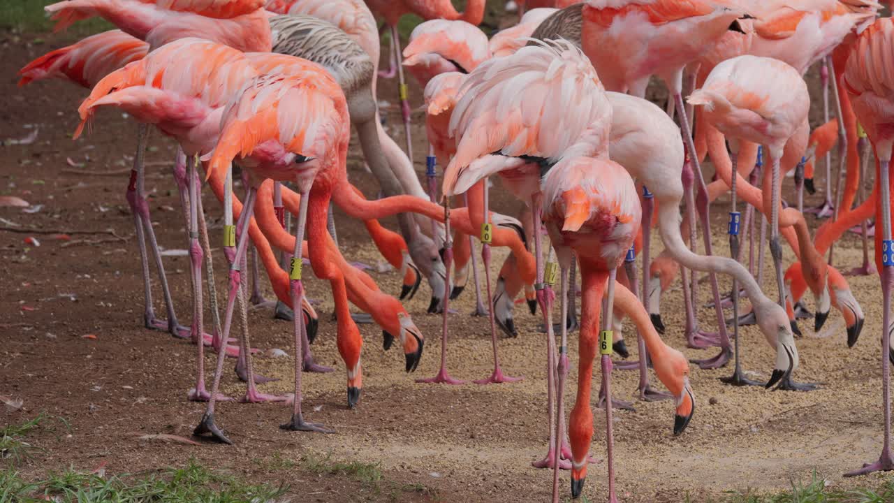 Flock of flamingoes eat seeds together from ground