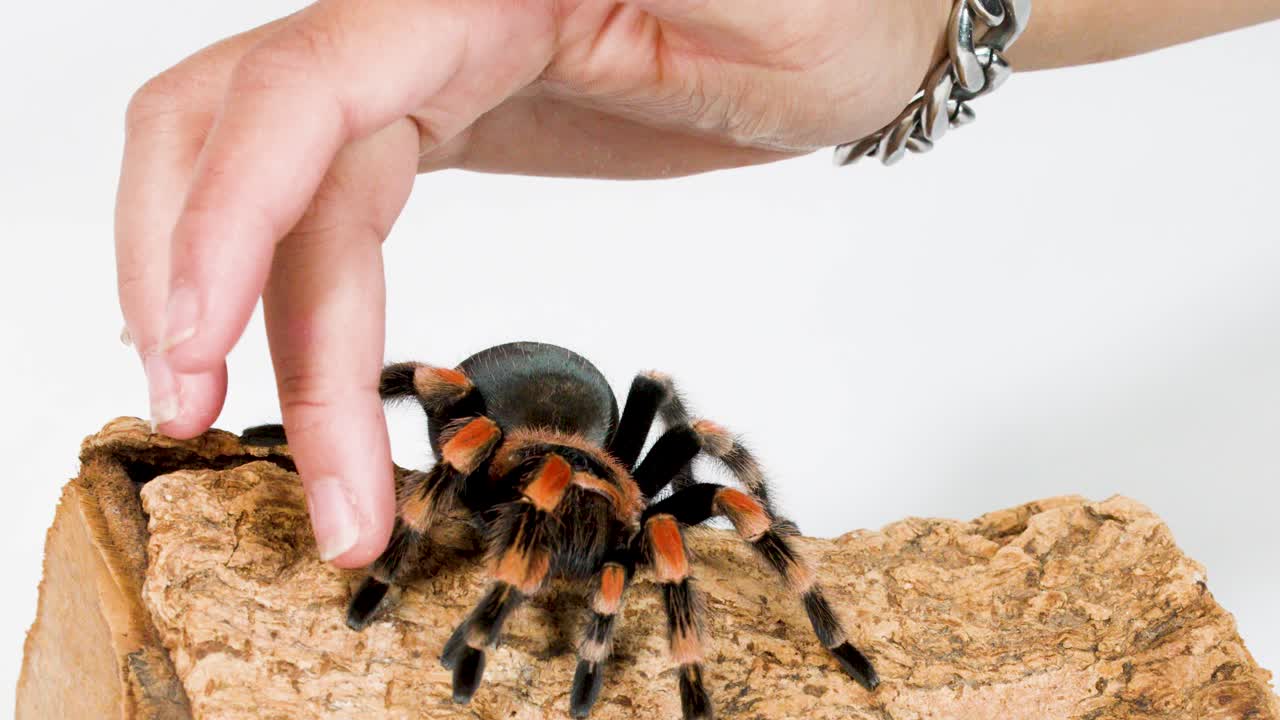 İnsan eli, parlak bir stüdyoda renkli evcil tarantulayı dokulu bir ahşap kütük üzerinde dikkatlice hareket ettiriyor