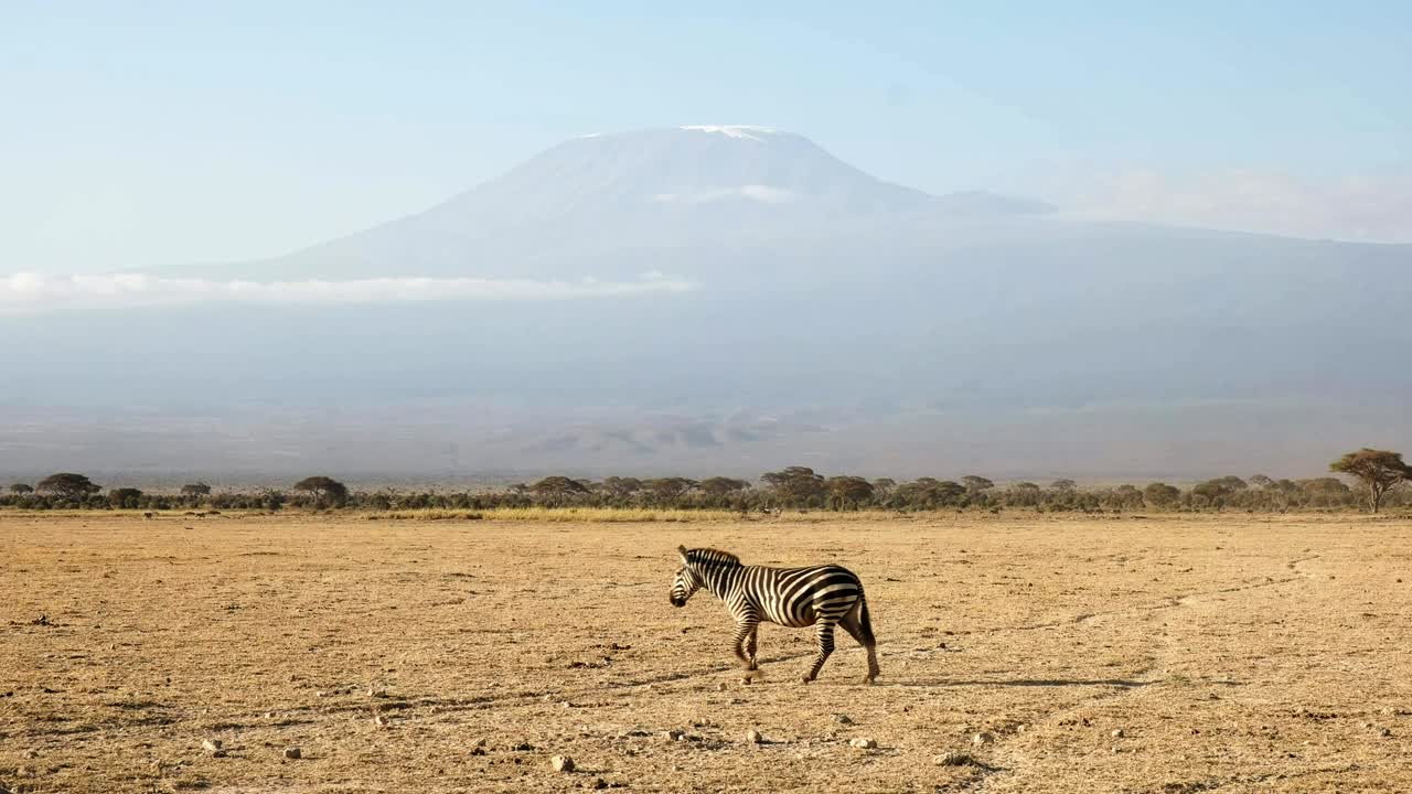 zebra che cammina con il monte kilimanjaro in lontananza ad amboseli, in kenya