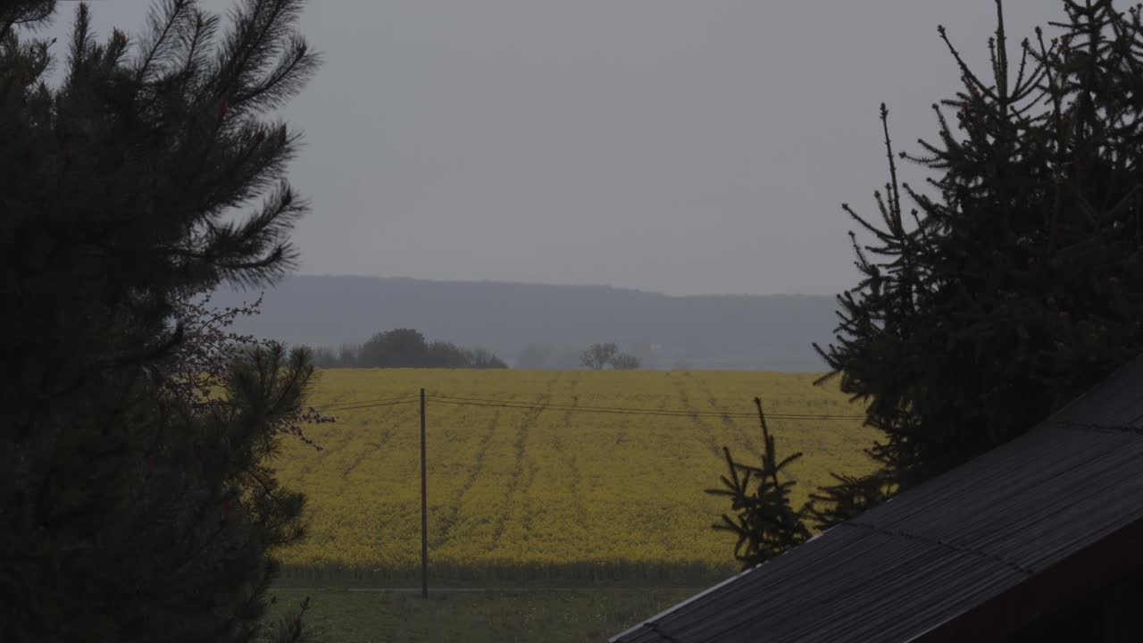 폴란드 마을의 노란 유채밭에서 보기