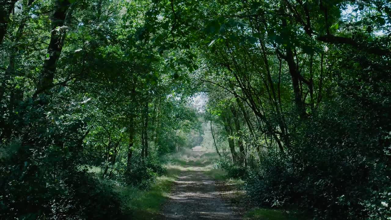 un camino a través de un bosque verde exuberante
