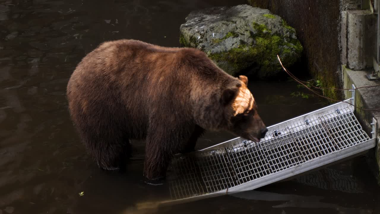 Orso bruno che scuote la testa, Sitka, Alaska.