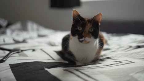 Wide-shot-of-cute-cat-laying-on-bed-looking-at-camera