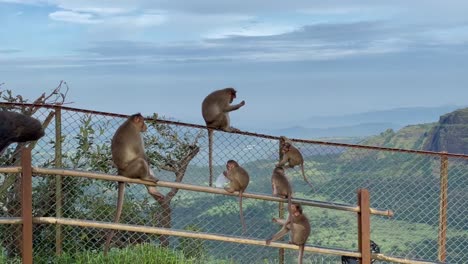 Grupo-De-Monos-Sentados-Y-Jugando-En-Una-Valla-De-Malla-De-Alambre-En-Tiger-Point-Lonavala-En-Kurvande,-India