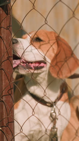dos perros detrás de la valla de enlace de cadena bajo un entorno al aire libre soleado cerca de la puerta de madera desgastada, ambos mirando cansados y jadeando, fondo de edificio rústico con luz solar cálida