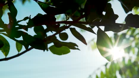 luz del sol a través de las hojas de los árboles