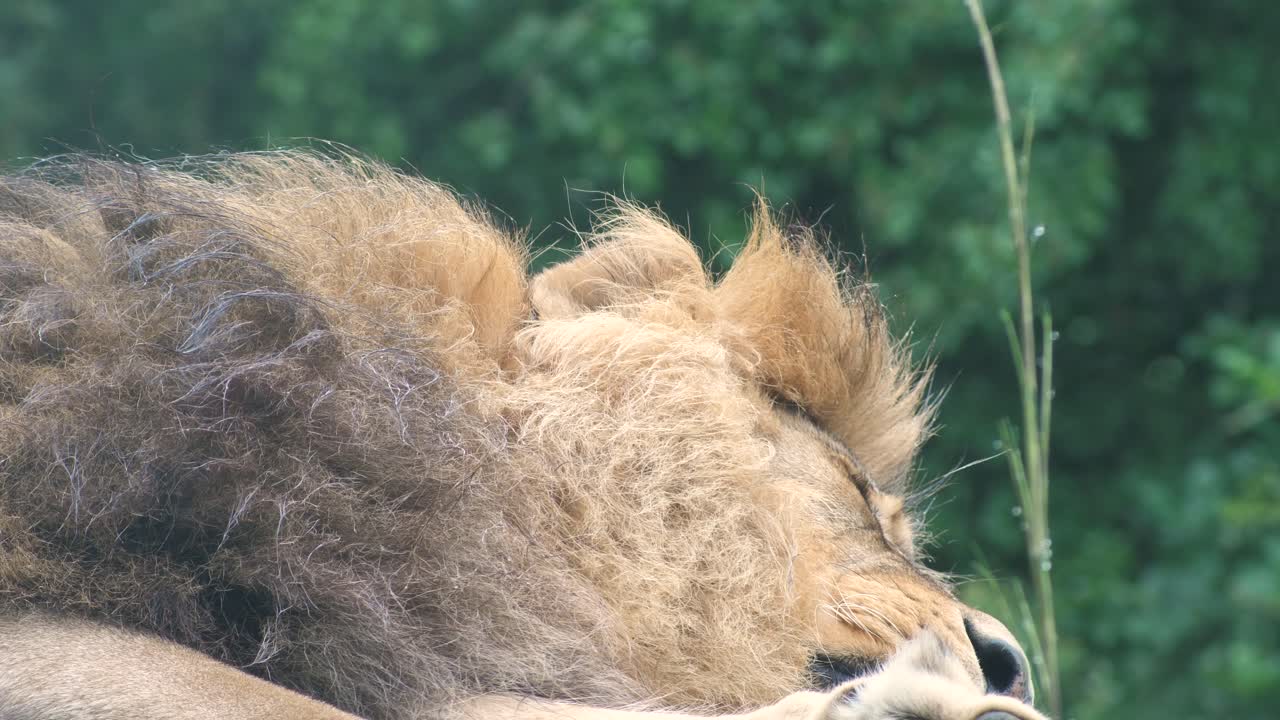 Samec afrického lva ležící v přírodní rezervaci.
