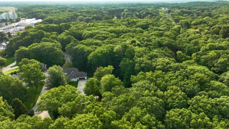 las copas de los árboles son exuberantes a finales del verano cerca de la orilla del lago