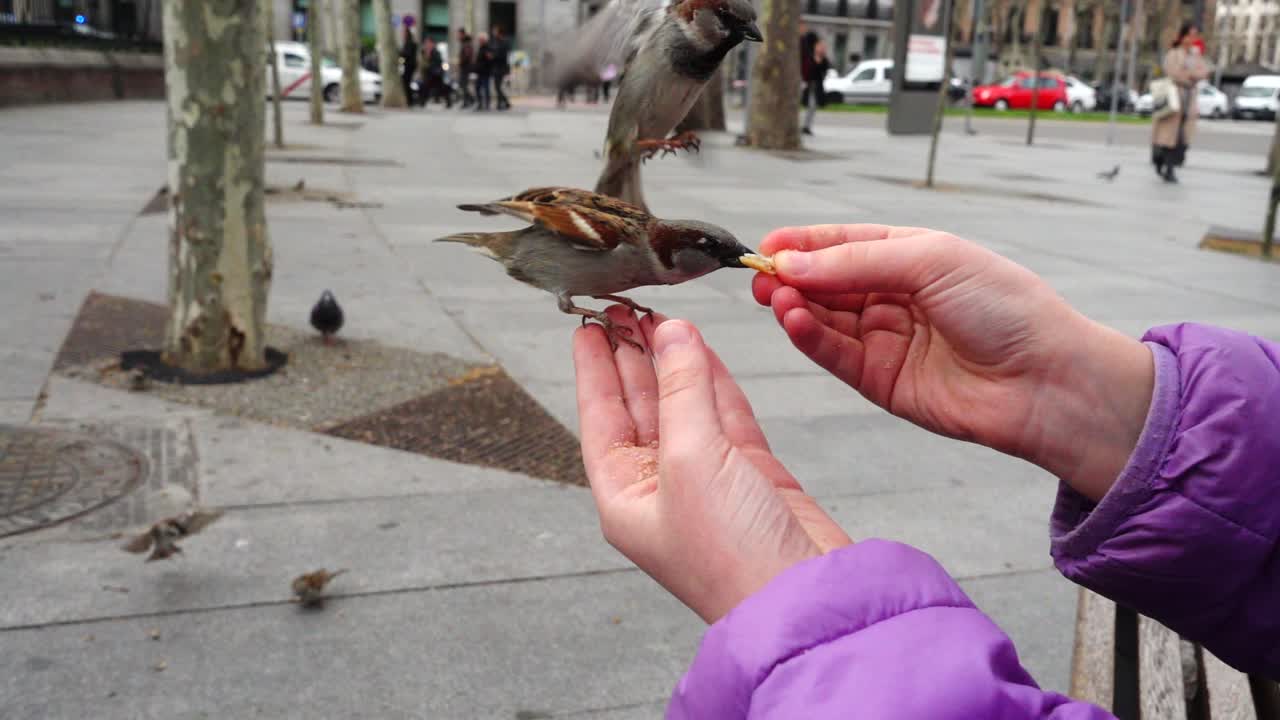 España. Aves en las calles de Madrid, palomas y gorriones. Cámara lenta. Grabación en Madrid. Gente alimentando a las aves de la mano.