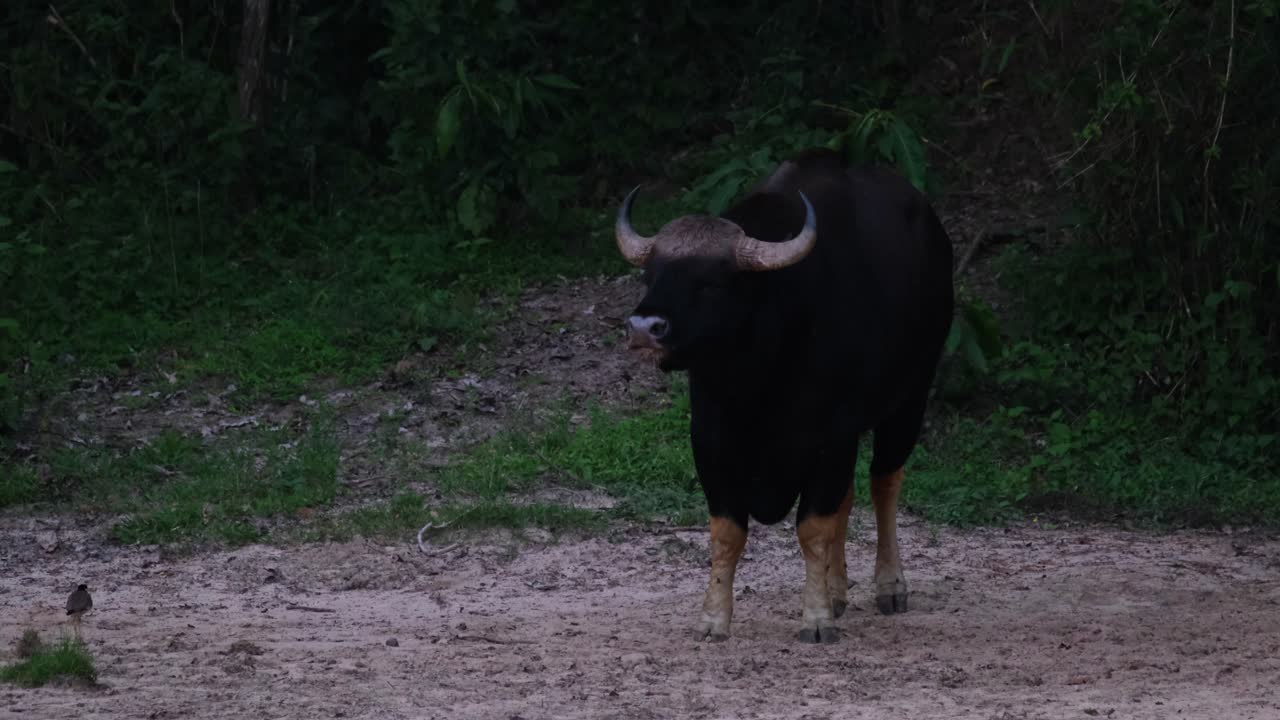 미네랄을 먹고 머리를 들고 어두워지기 직전 정글에서 무슨 일이 일어나고 있는지 경고합니다. 인도 비손 보스 가우루스, 태국