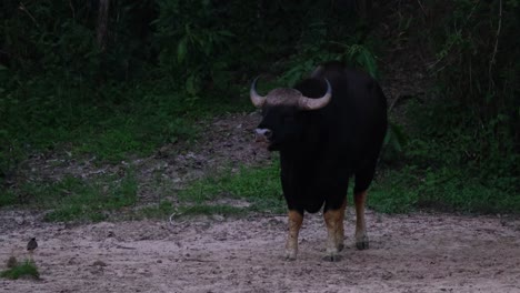 alimentándose de algunos minerales luego levanta la cabeza alarmado de lo que hay a su alrededor justo antes de que oscurezca en la selva, el bisonte indio bos gaurus, tailandia