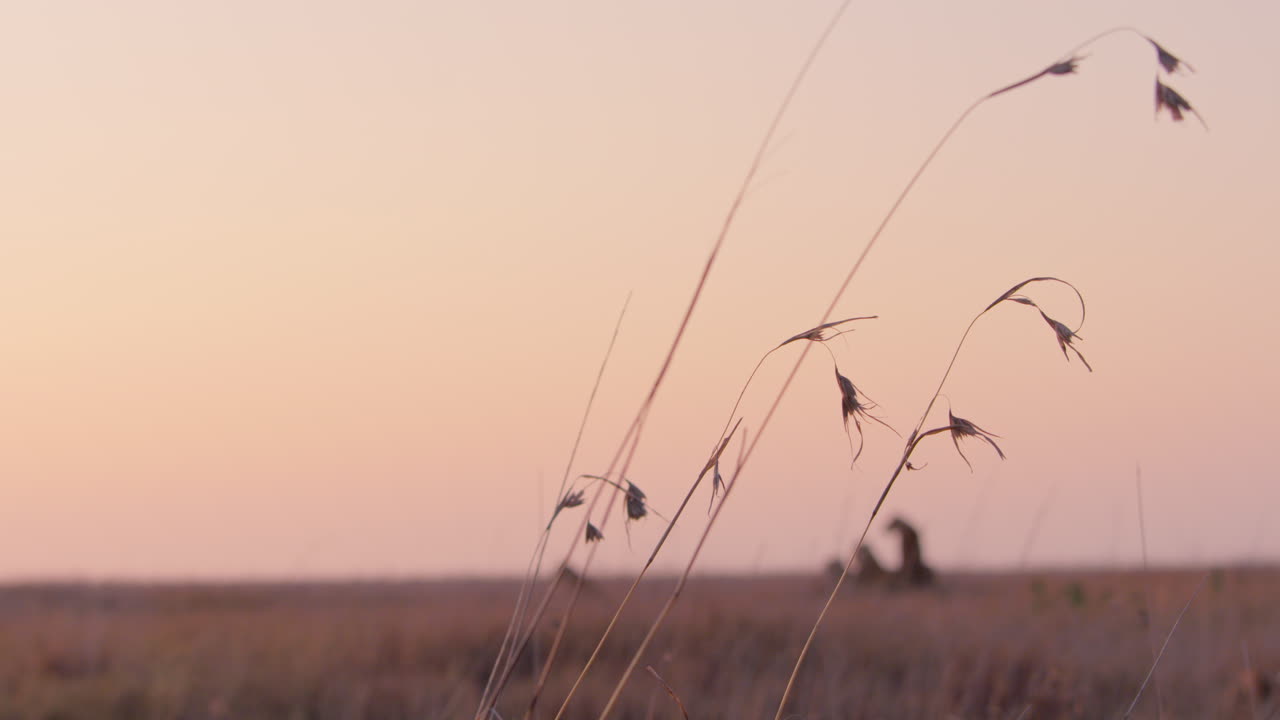 Wide shot of grass blown gently by wind across the savannah in Kenya