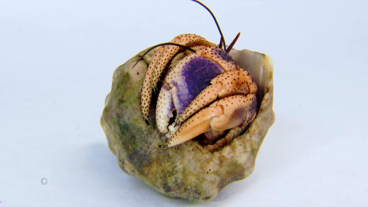 ⁇ 데기 밖으로 나오는 솔더 크래브 갑각류