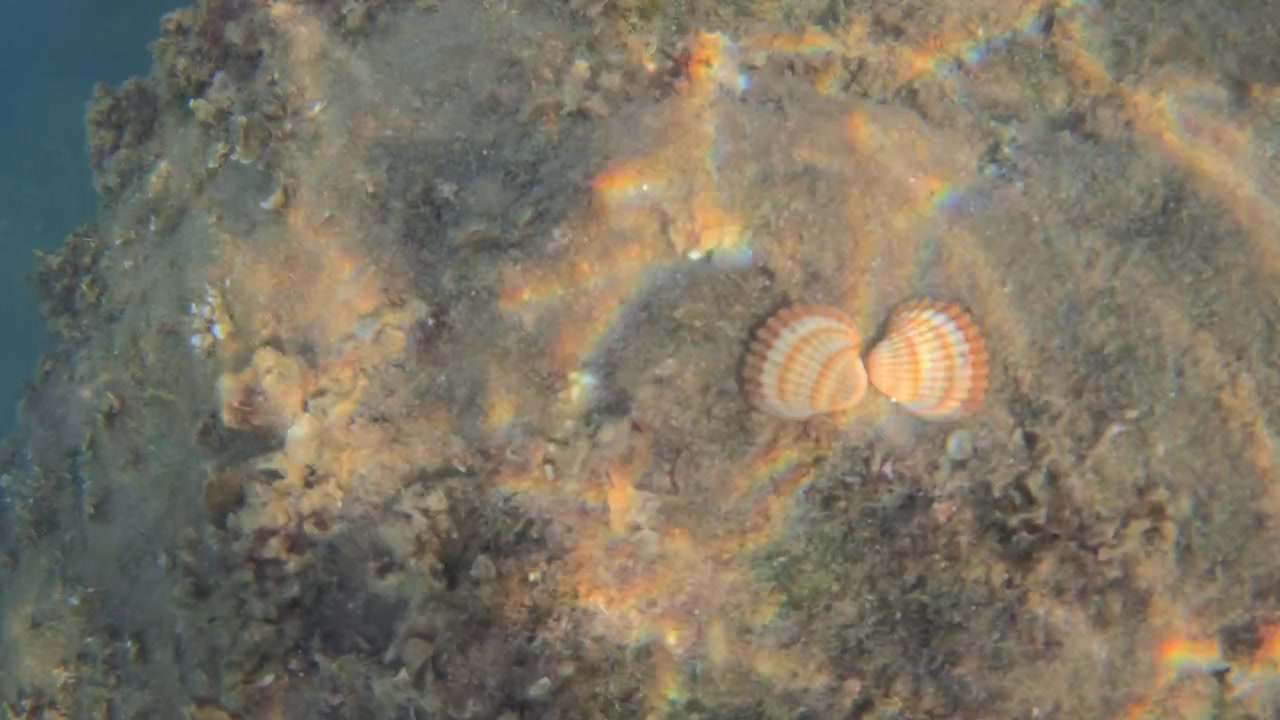 Seashells resting on the sandy ocean floor under clear water, sunlight creating colorful refractions
