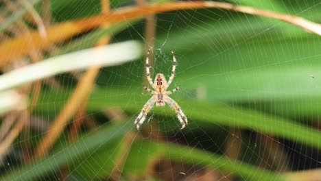 spider weaving web among green plants